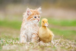 Adorable red kitten with little duckling 