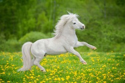Happy white shetland pony playing on the field with flowers