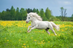 Beautiful white shetland pony running on the field with dandelions