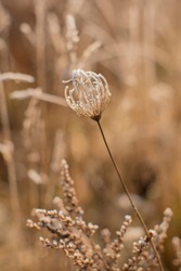 Dry flower in sepia color. Winter. Frost. Meadow