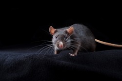 Black rat on black background. Chinese year of rat symbol. Domestic dumbo rat pet portrait in studio looking to camera