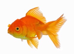 gold fish isolated on white background 