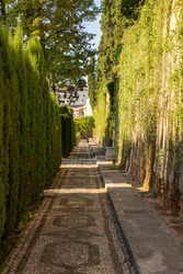 Narrow path of green trees in the gardens of the Alhambra