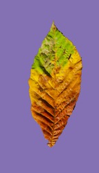 Beautiful colorful autumn leaf - seasonal