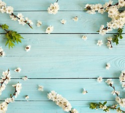 Spring background .cherry blossom flowers  on blue wooden backdrop top view . copy space.