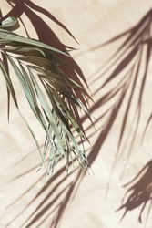 natural palm leaves blur shadow background on beige paper texture .Tropics minimalist abstract backdrop. poster