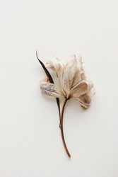 dry flower lily close up on white  background . macro flower.Minimal floral card. interior poster