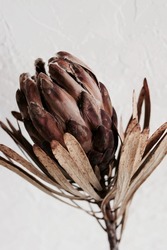 dry flower Protea close up on beige linen texture background top view. Exotic flower poster. minimal floral card.Poster