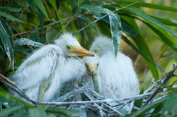 White cattle egret young click on the nest at forest, yellow beak baby White Egret with fuzz and pin feathers growing up. Save Birds, Save Environment concept.