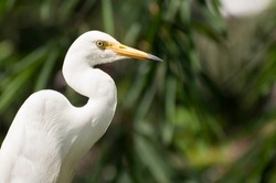 Close up great white egret in a blurred green nature background and space for text. Portrait of a white heron  bird.
