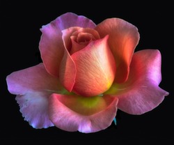 Colorful  fine art still life floral macro flower portrait of a single isolated orange pink violet flowering blooming rose blossom on black background with detailed texture 