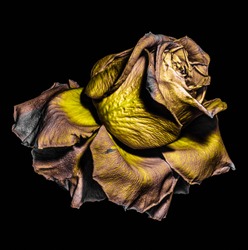 Floral fine art color macro of a single isolated  aged fading yellow golden brown rose blossom, metallic detailed texture on black background in vintage surreal painting style, fantastic realism