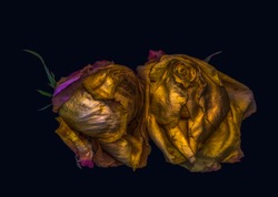 Fine art floral fantasy macro of an isolated old fading golden yellow pink rose blossom pair on dark blue background with metallic texture