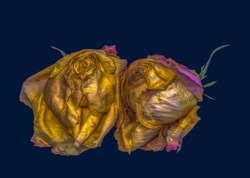 Fine art floral fantasy macro of an isolated old fading golden yellow pink rose blossom pair on blue background with detailed texture