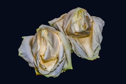 Surrealistic aged white yellow rose blossom pair macro,dark blue background, color fine art still life image of two blooms with detailed texture