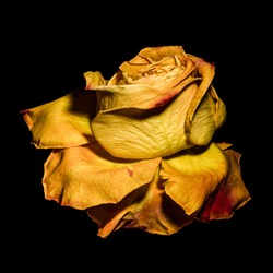 surrealistic golden yellow rose blossom macro,aged single isolated bloom,black background,vintage painting style