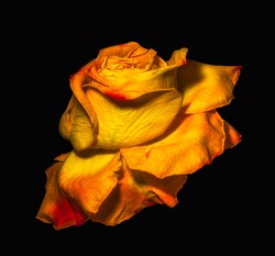 surrealistic vintage red yellow rose blossom macro,aged single isolated bloom,black background,vintage painting style