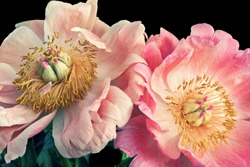 Isolated pastel pink young peony blossom pair macro on black background with stem and green leaves in vintage painting style