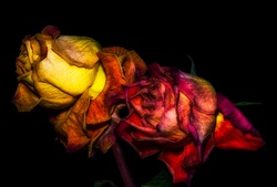 Fantasy portrait of an aged golden red rose couple,black background,detailed texture, smybolic,age,time,couple,pair,surrealistic,decay,fading,fantastic realism, joint,together,love