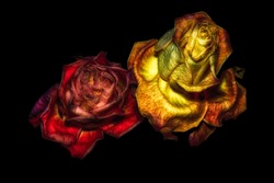 surrealstic fantasy aged golden red rose couple macro,black background,detailed textures,symbolic,time,couple,pair,decay,fading,fantastic realism,joint,together,love