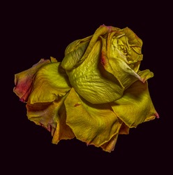Golden metallic aged surreal rose blossom,black background,vintage painting style,fantasy, fantastic realism,decay age,time,fading, old