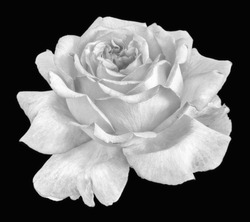 Monochrome still life fine art floral macro flower portrait of a single isolated white flowering rose blossom on black background with detailed texture in high key in vintage painting style