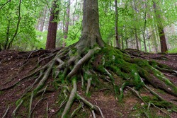 Outdoor natural image of gigantic roots of an old tree, covered with moss and underwood