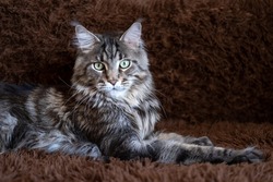 Gray striped big cat with green eyes. Maine Coon breed. The cat lies on a dark brown plaid.