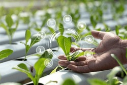 Smart farming agriculture concept.hand holding young plants with graphic concepts of modern agricultural technology, Future 5G technology to analyze agricultural crops.IoT. Internet of things.Ai