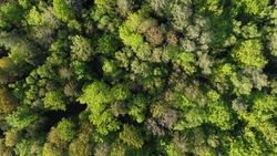 Lush deciduous forest from above