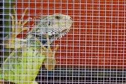 defocused and blurry iguana in a wire cage shaped grid pattern