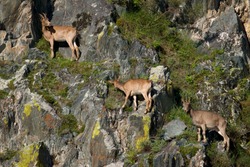 ibex swarm up mountains in Khakasia, Russia