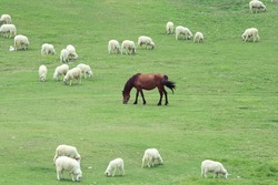 horse and sheep grazing on the farm