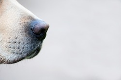 Close up of a golden labrador's nose