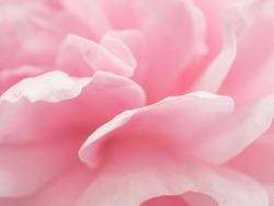 Detail of rose petal pink sweet for background image.
