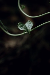 Moody green leaf wallpapers. Green wallpapers. Moody wallpapers. Macro Wallpapers. Leaves. Moody