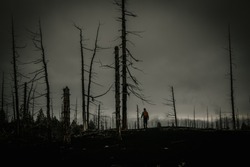 Nature after a strong fire. The fire killed trees and grass. Ashes and ashes on the ground. Dead wood after the eruption of Tolbachik volcano (Russia, Kamchatka). Silhouette of a man (tourist).