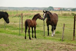 A wonderful young jumpy foal with his mother and other horses