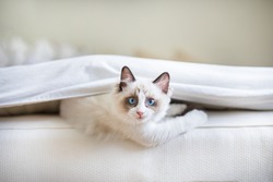 A cute Ragdoll kitten in the bedroom, tucked in between the sheets and the mattress. The little blue eyed cat is looking at the camera with a mischievous look upon its face.