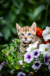 An adorable cute kitten among summer flowers. Purebred Bengal kitten with petunia. The little cat is 7 weeks old and is playing hide and seek outdoors in the garden.