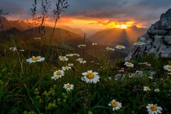 dramatic sunset mood with tyndall effect and flowering daisy flowers in the alpine foothills of Fribourg