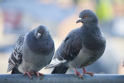 two feral pigeons dublin