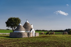 Traditional Trullo house with conical roof on the green field and four grazing cows in sunny day. Farmland in Puglia, Italy