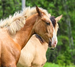 portrait of sly palomino horse, yellow horse with white mane, horse sly look