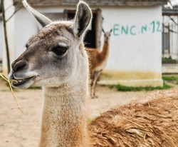 Lama, vigogne au Pérou, Amérique du Sud.
The Llama (Lama glama) is a domesticated South American camelid, widely used as a meat and pack animal by Andean cultures since the Pre-Columbian era.

