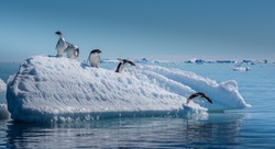 Penguins Jumping from Small Iceberg in Antarctica