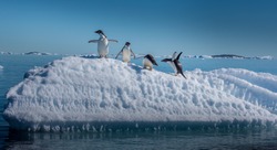 Adelie penguins on small ice berg in Antarctica