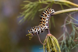 Ыwallowtail butterfly caterpillar eating dill