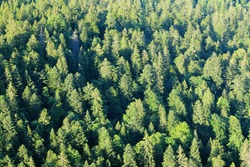 Pine forest of the Swiss Jura mountains, Western Switzerland
