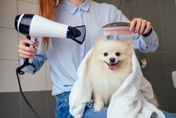 happy redhaired ginger woman blowing dry the spitz dog hair wiping with a bath towel in the grooming salon.